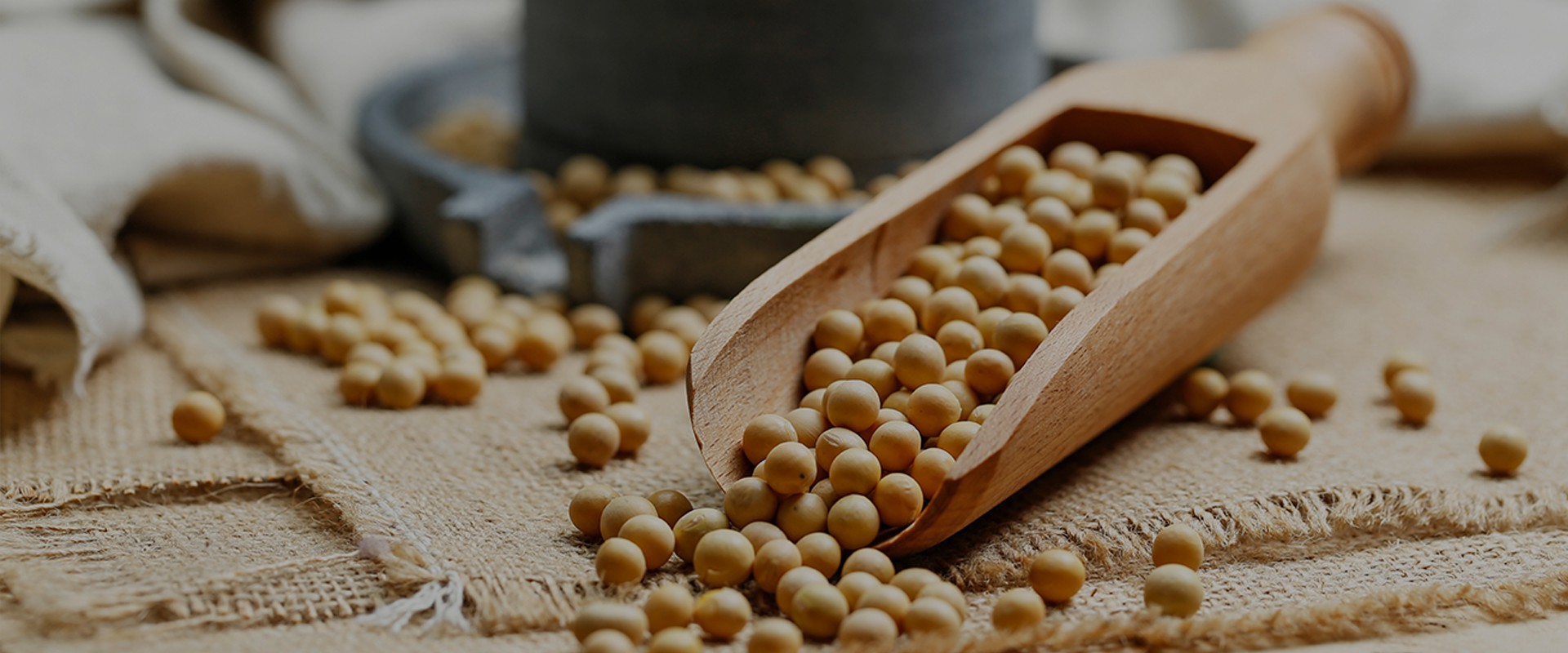 Soybean
